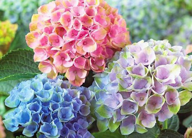 Flower Pen 紫陽花 /あじさい (五色) TFB2020 pa PARKER type