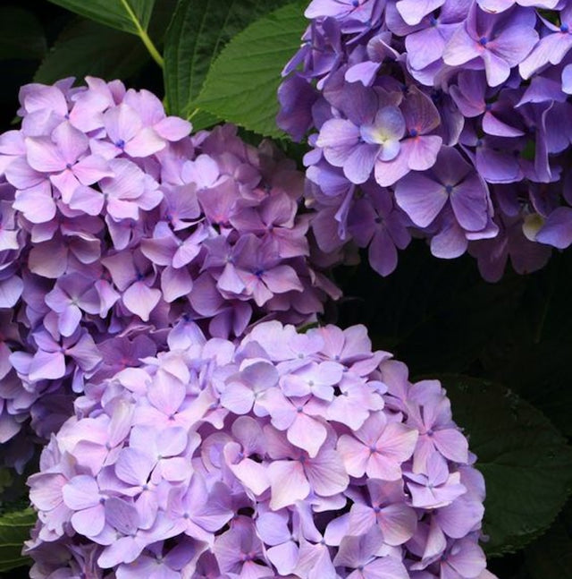 Flower Pen Hydrangea /Hydrangea (Purple) TFB2021 pu PARKER type